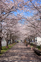 Naklejka premium 桜並木を眺める お花見日和（高知県高知市 まんが甲子園通り）