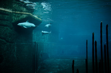 Delphine unter Wasser