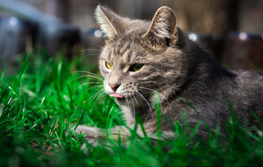 Naklejka premium Portrait of a tabby kitten in green grass on a spring day