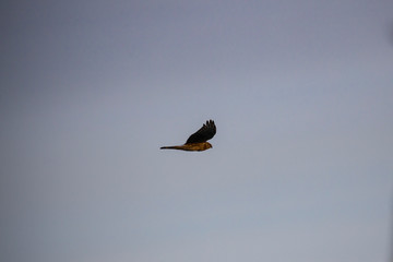 hawk flies on the blue sky