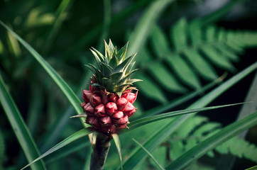 Fototapeta premium Trophische Frucht