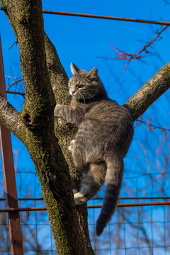 Tabby kitten climbs a dry tree in the backyard against the blue sky