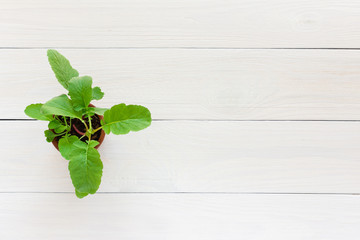 Young green seedlings of radish in pots on a white wooden background , transplanting seedlings,...