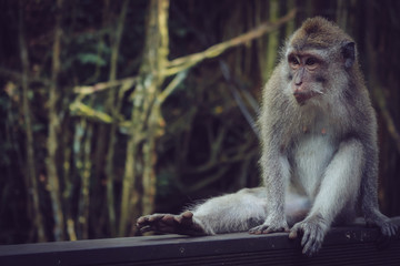 Animal real en su medio natural. Mono asiatico peces estanque 