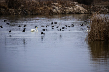 diversity of birds on a lake