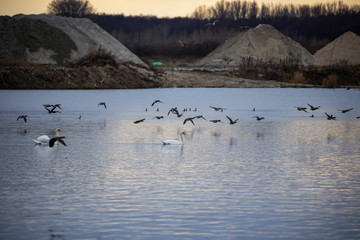 diversity of birds on a lake