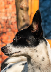 Basenji dog in profile in the backyard on vacation