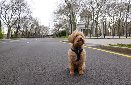Manhattan, New York, USA. 2020. Sitting alone on the highway in Manhattan a Schnoodle dog during the Coronavirus lockdown period.