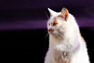 White stray cat on a purple background