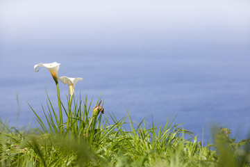 Wild calla lilies flowers on a background of the sea