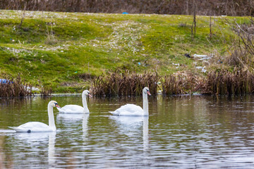 swans on a lake in early spring
