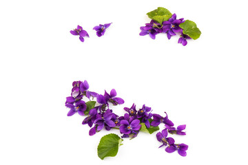 Fototapeta na wymiar Herbaceous perennial plant - Viola odorata. Spring purple flowers of violets close up