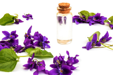 Obraz na płótnie Canvas Herbaceous perennial plant - Viola odorata. Spring purple flowers of violets close up