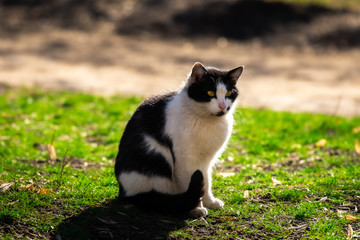 Black-white cat in a green meadow with a bright silhouette