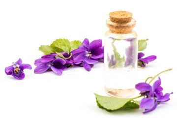 Herbaceous perennial plant - Viola odorata. Spring  purple flowers of violets close up