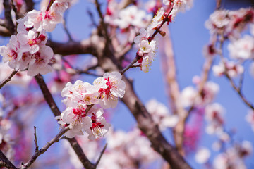 梅の花	