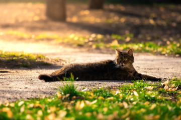 A cat basking in the sun on a warm day and scratching his back