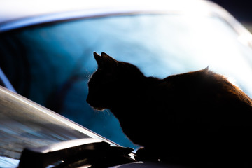 Dark cat sitting on a car, the silhouette of a stray animal
