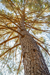 A low-angle shot image of the texture of a pine bark with its branches and leaves (Pinus, Pinaceae)