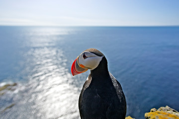 Puffin