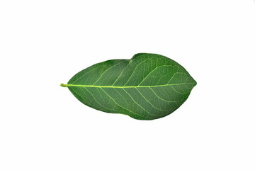 Obraz premium green leaf isolated