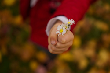 Dłoń dziecka trzymająca dwa małe kwiatki.