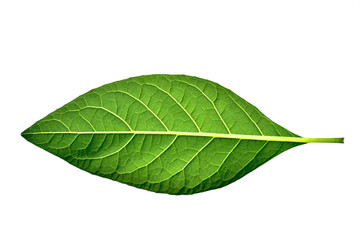 green leaf on white background