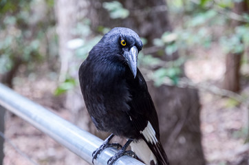 the Pied Currawongs is a large, mostly black bird, with a bright yellow eye, Small patches of white are confined to the under tail, The Three Sisters is the Blue Mountains’ most spectacular landmark. 