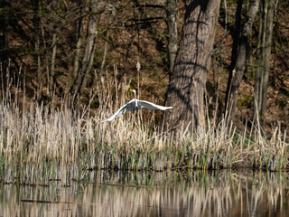 Silberreiher, Abflug am Gewässer