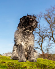 Portrait of fluffy Dutch sheepdog sitting on green moss