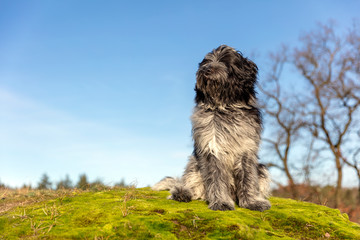 Portrait of fluffy Dutch sheepdog sitting on green moss