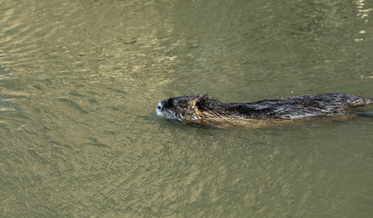 Nutria Nagetier