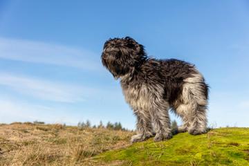 Portrait of fluffy Dutch sheepdog standing on green moss