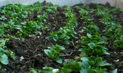 Feldsalat in Beet angepflanzt