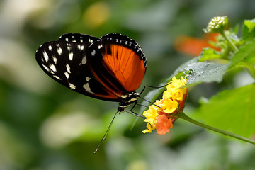 Tiger Longwing butterfly (Heliconius hecale) feeding on yellow flower and seen from profile