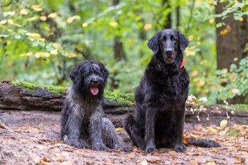 Flat-coated Retriever and Fluffy Dutch sheepdog sitting on forest ground