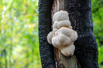 Lions mane mushroom on tree bark - 336979498