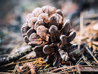 las, wiosna, bokeh