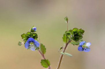 Veronica persica birdeye speedwell, common field-speedwell, Persian speedwell, large field...
