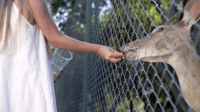 Children feed animals, relaxing in the park, deer, horses, family on vacation, are playing in a contact zoo.Little girls feed a cute deer.Cute girls. Kids feeding deer. 