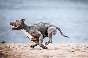 American staffordshire terrier in action. Power of dog. Super fit and strong amstaff. Dog high jump...