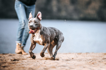 American staffordshire terrier in action. Power of dog. Super fit and strong amstaff. Dog high jump...
