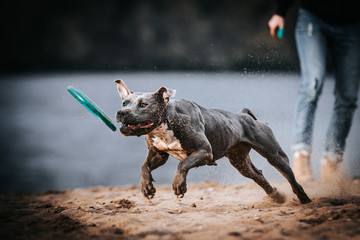 American staffordshire terrier in action. Power of dog. Super fit and strong amstaff. Dog high jump competition