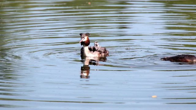 great crested grebe Podiceps cristatus great duck and duckling on the lake,Parents feed the Chicks who sit under the wing on mom's back