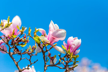 Magnolia branch isolated spring flower blossom. Pink blooming tree elements design. Bloom flowers branch on white, vector magnolia tree blossom, pink petals, buds