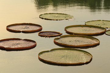 Lotus  green 