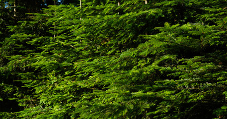Green background of fir branches. Branch of coniferous tree with green needles. View with space for your text. Fir tree branches. Selective focus. Fluffy fir tree brunch close up.
