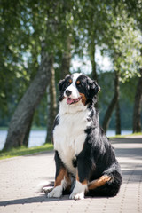 Bernese mountain dog portrait. beautiful dog in green park background