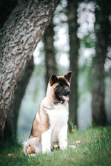 American akita dog posing outside. Happy akita puppy