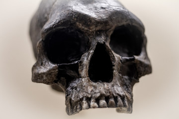 Obraz premium human skull